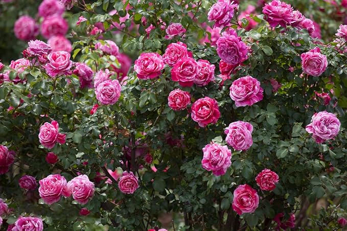 DIY home garden climbing rose seeds