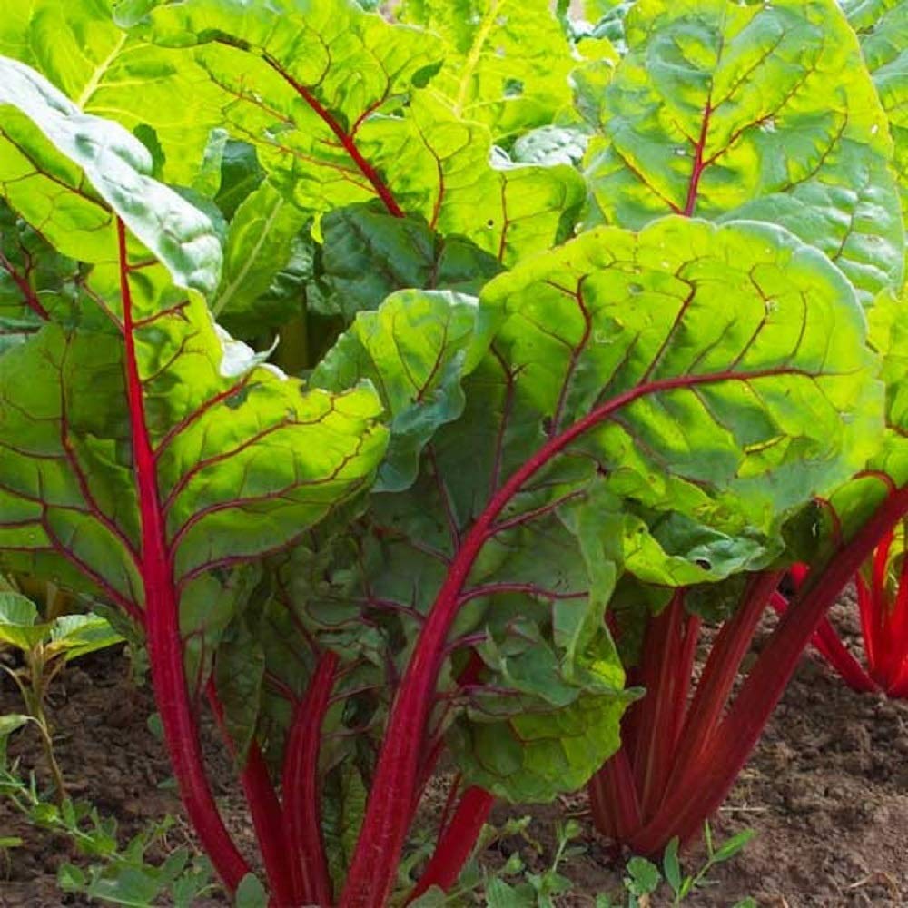 Ruby Stock seeds – Heirloom, Non-GMO, High Germination Organic Garden Seeds