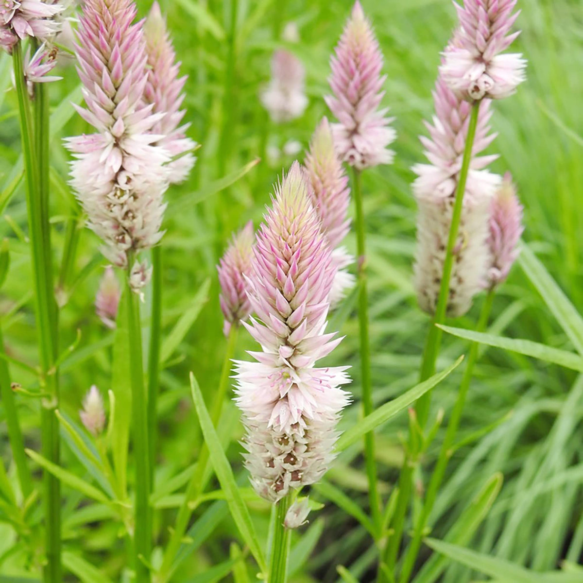 Celosia Piumato Pink Flamingo Seeds – Striking Pink Self-Seeding Annual Flowers