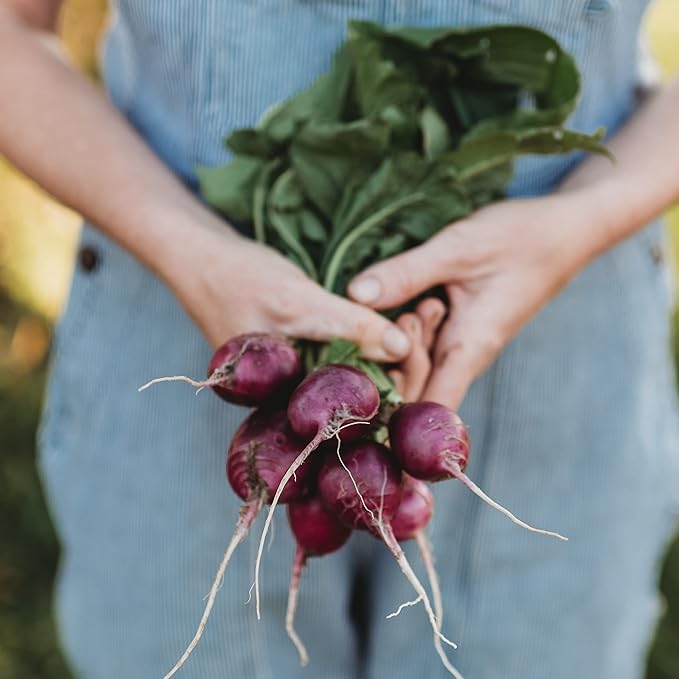 crisp white radish flesh inside bold purple-skinned radish

