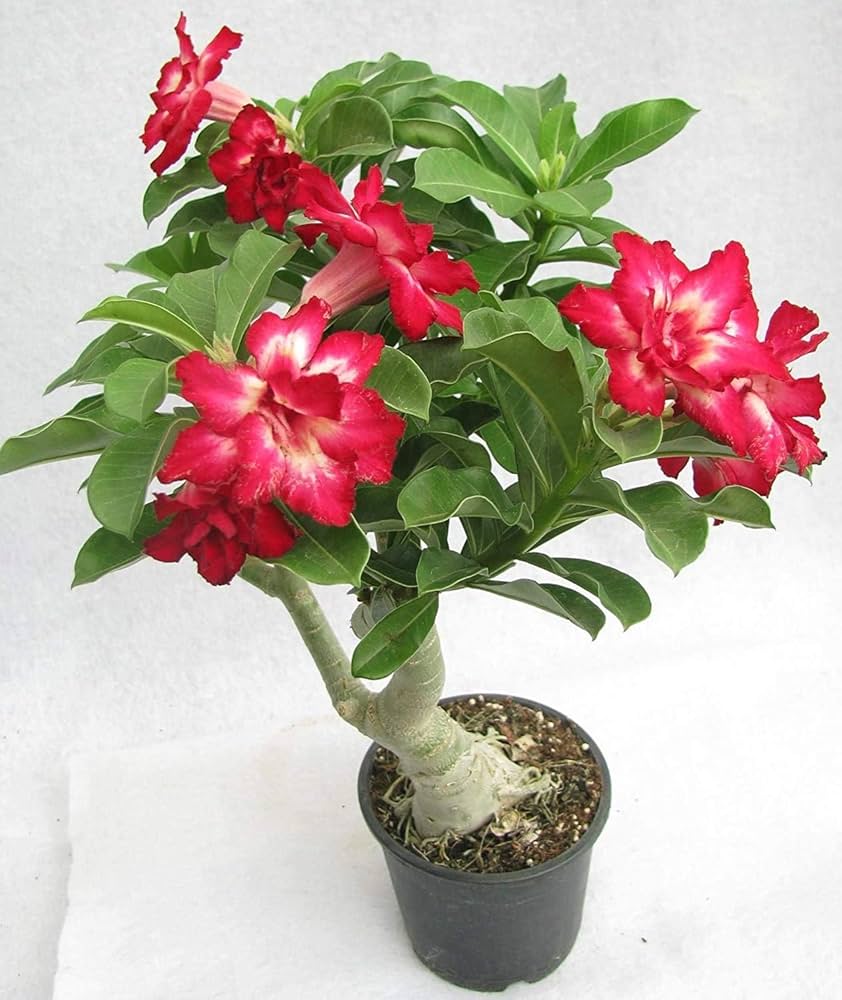 Adenium Desert Rose Mixed Double Petal Seeds