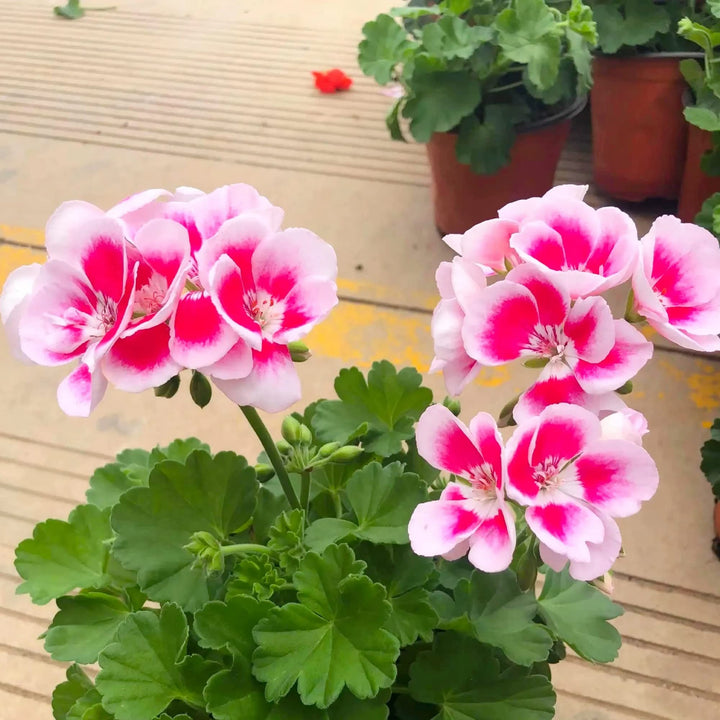Peach Geranium Pelargonium Heirloom Non-GMO Seeds for Planting