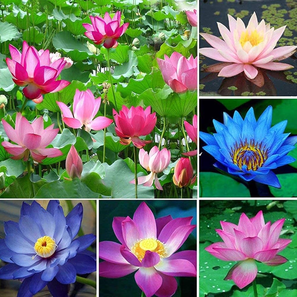 Nelumbo Nucifera Lotus ( Mix Colors) Seeds