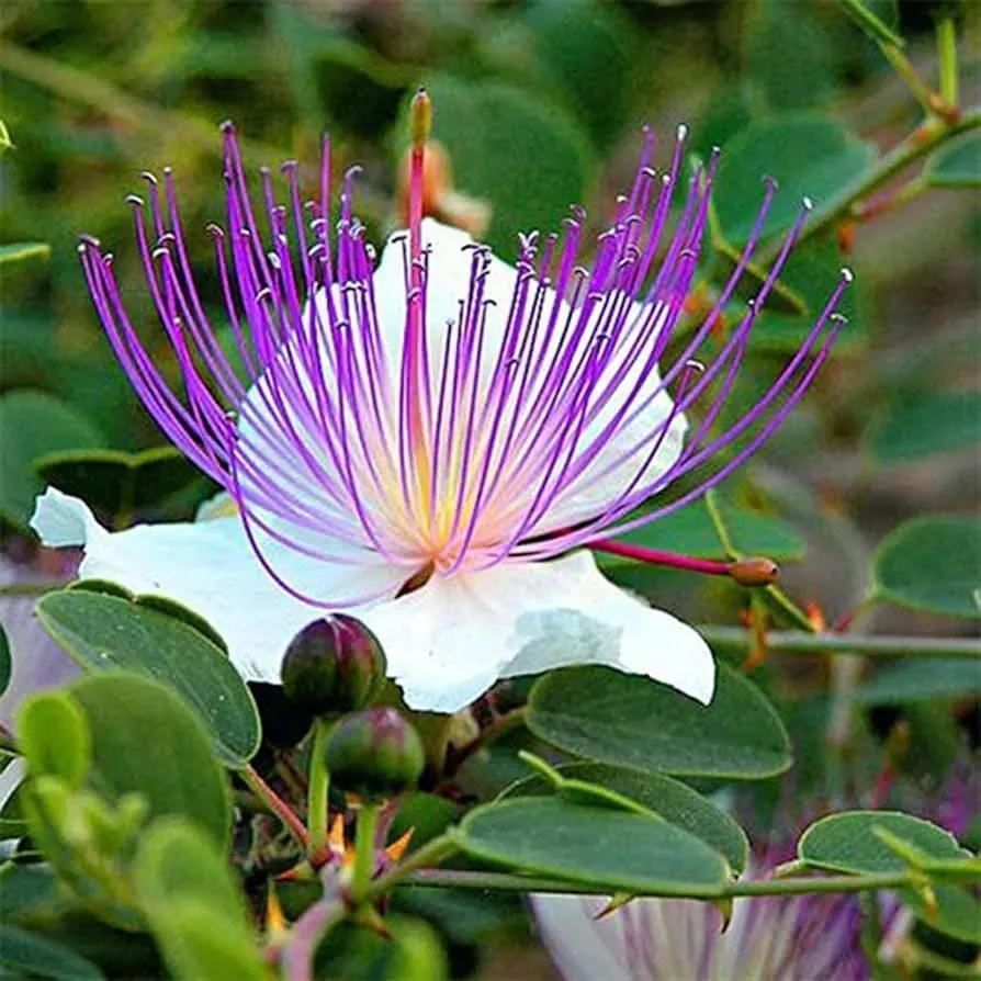 White Caper Flower Seeds for Planting, NON GMO Seeds for planting in home garden