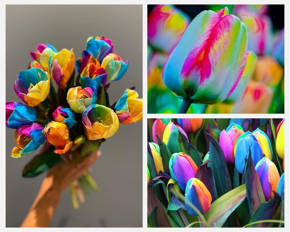 Rainbow Tulip Bonsai Seeds – Seeds for Growing Varieties of Colorful Tulips in Your Garden or Pots