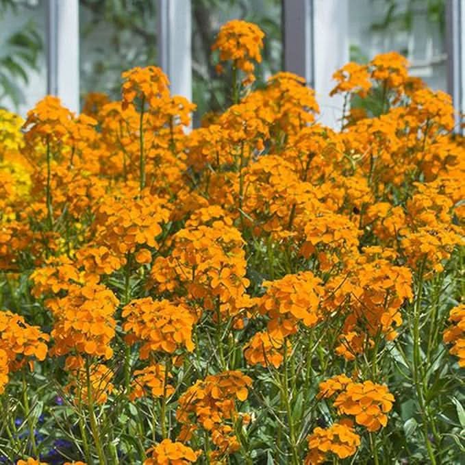 Siberian orange Flower Seeds for Planting – Cold-Hardy Ornamental Garden Blooms