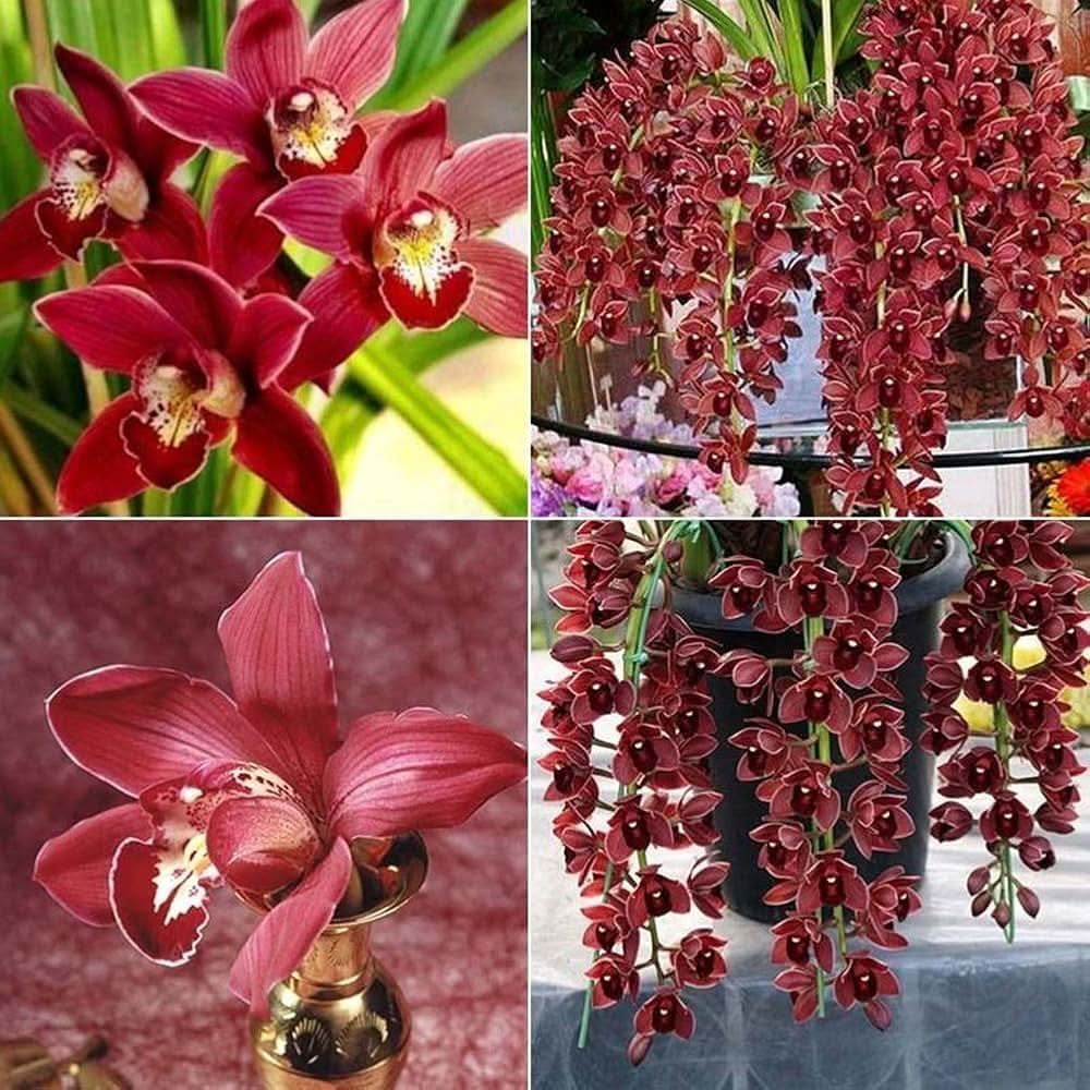 Chinese Cymbidium Orchid Mixed Flowering Seeds For Planting