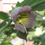 Deadly Nightshade Atropa belladonna for planting in herb garden