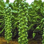 Catskill Brussels Sprouts seeds (Non-GMO) growing into large, flavorful green sprouts on compact, sturdy stalks