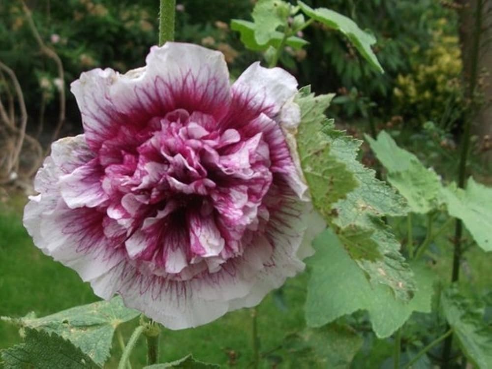 Creme de Cassis Hollyhock white raspberry flowers