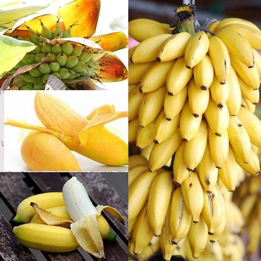 Banana (Musa spp.) Seeds for Planting for Tropical Garden and Indoor Gardening