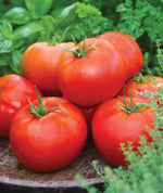 Favorite Truck Driver Tomato seeds for planting in vegetable garden