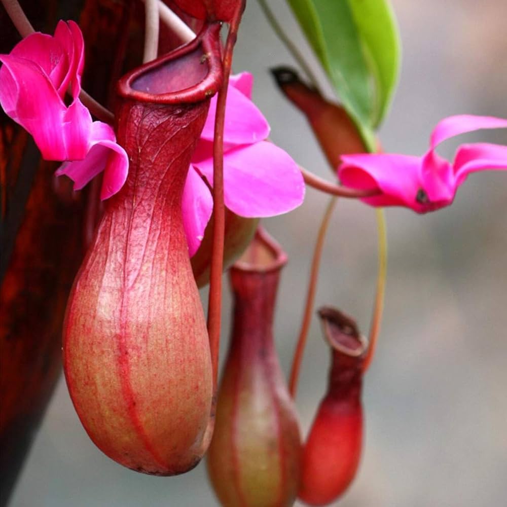Nepenthes Carnivorous Seeds for planting in home garden