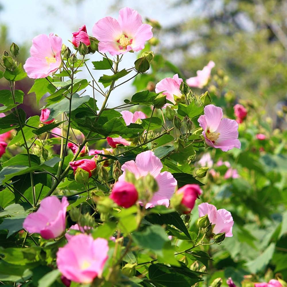 Hibiscus flower seeds for outdoor garden and home bonsai decoration