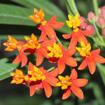 Asclepias Curassavica Flower Seeds for Planting - 100 seeds for planting in home garden