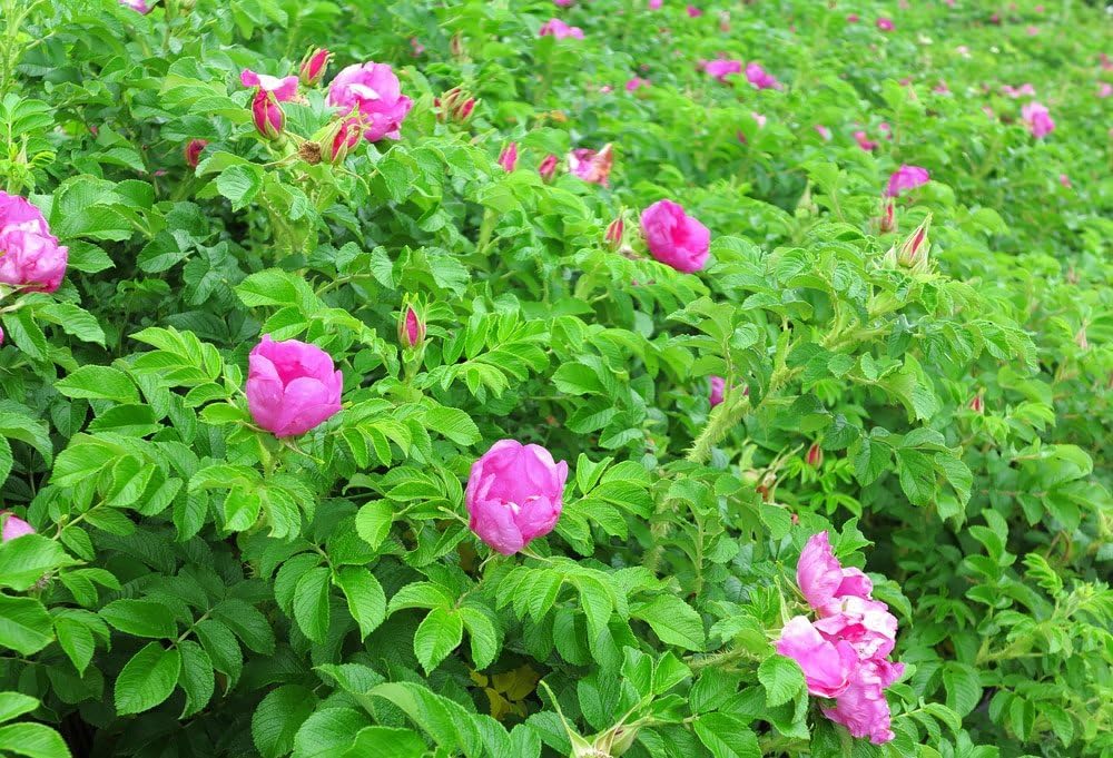 Kartoffelrose Flower Seeds for Planting, 100 seeds for planting in home garden