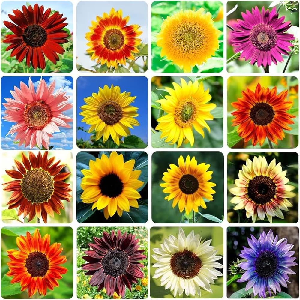 Set of Flower Seed Packets - Flower Seeds in Bulk - Varieties – Heirloom, Non-GMO, High Germination Organic Garden Seeds
