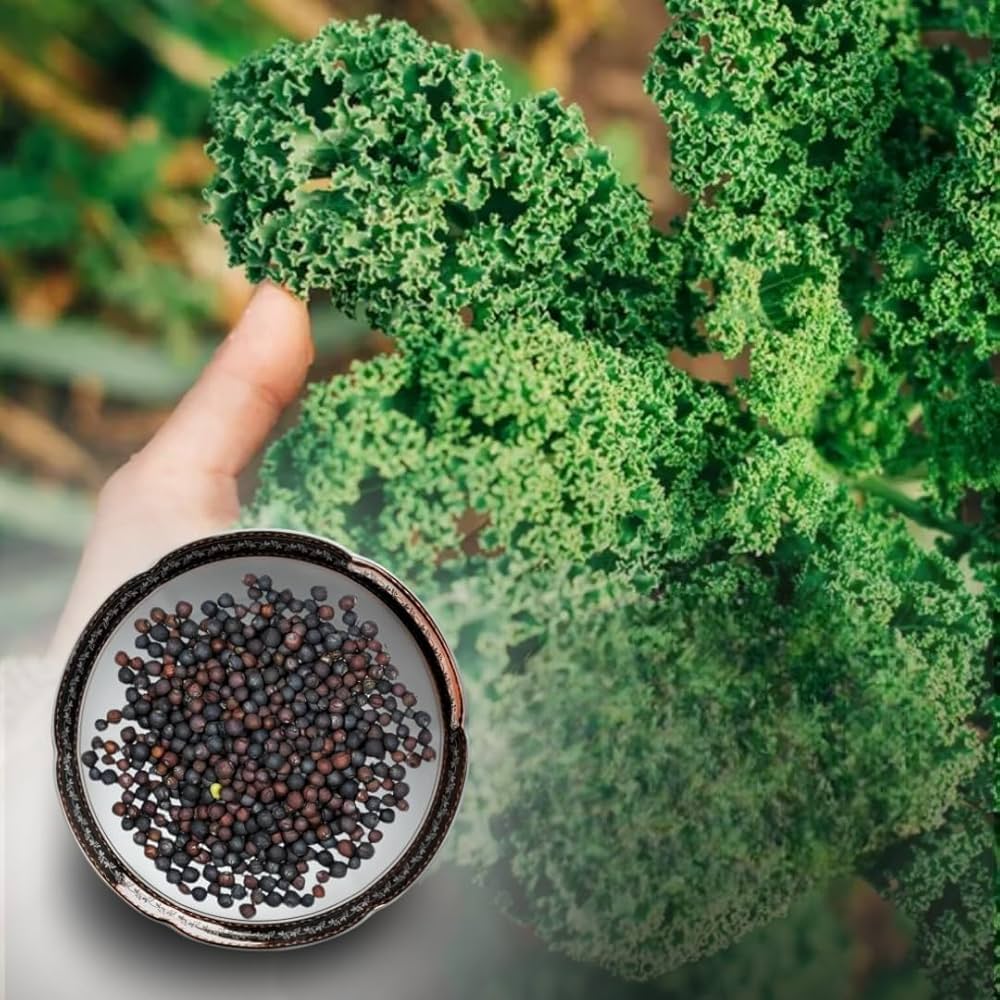 Prizm Hybrid Kale Seeds | Frilly Dark-Green Award-Winning Kale – Heirloom, Non-GMO, High Germination Organic Garden Seeds