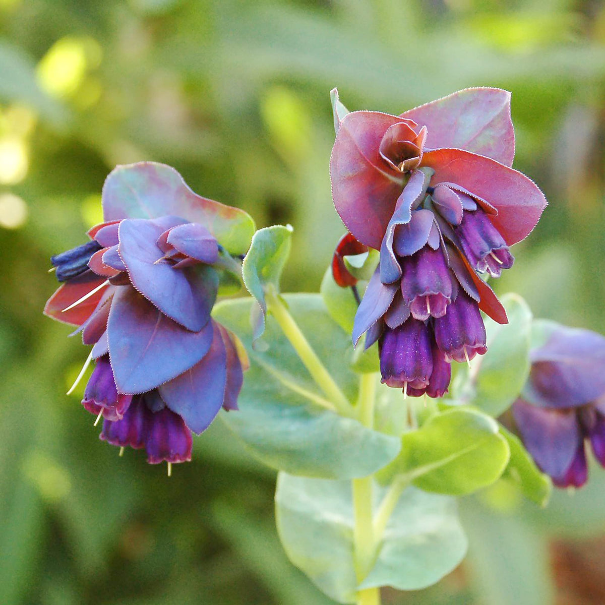 Cerinthe Major Minor Cerinthe major Seeds for Planting for Flower Bed