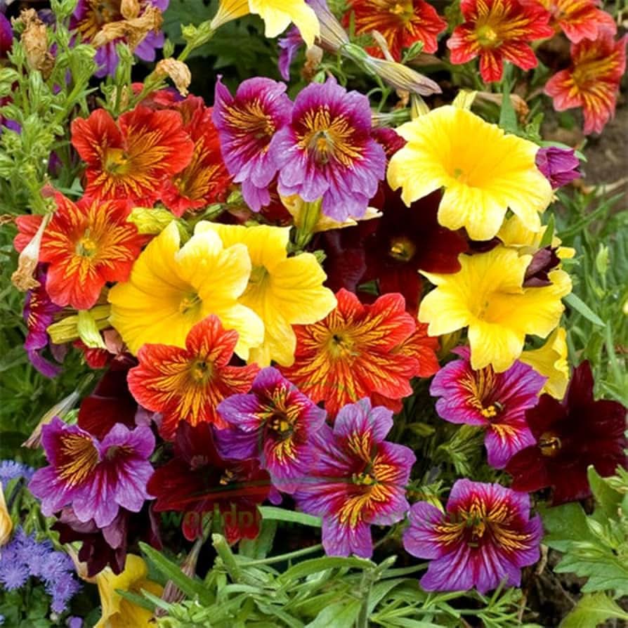 Painted Munds Salpiglossis Flowering Seeds For Planting