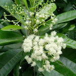 Trinidad Allspice Pimenta dioica for planting in herb garden
