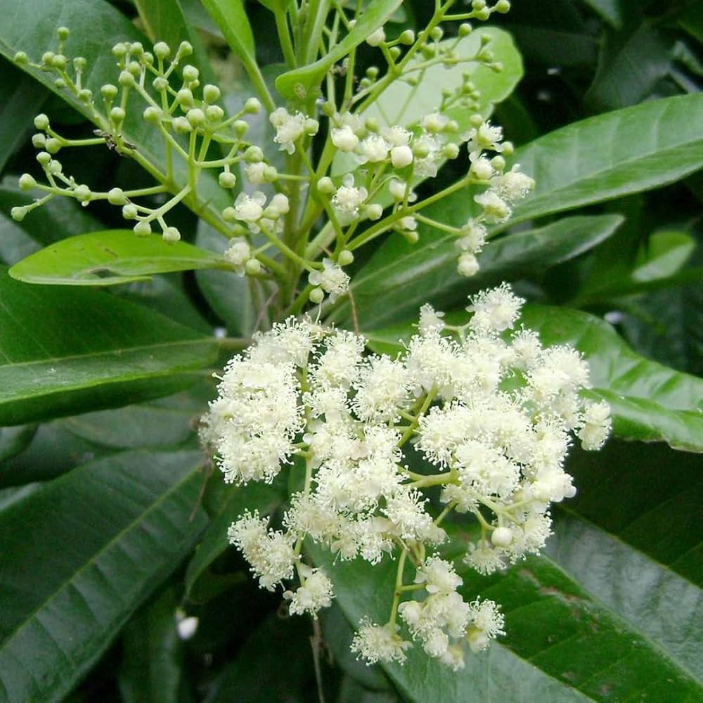 Trinidad Allspice Pimenta dioica for planting in herb garden