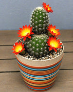 Cactus flower mix – succulent bloom seed pack