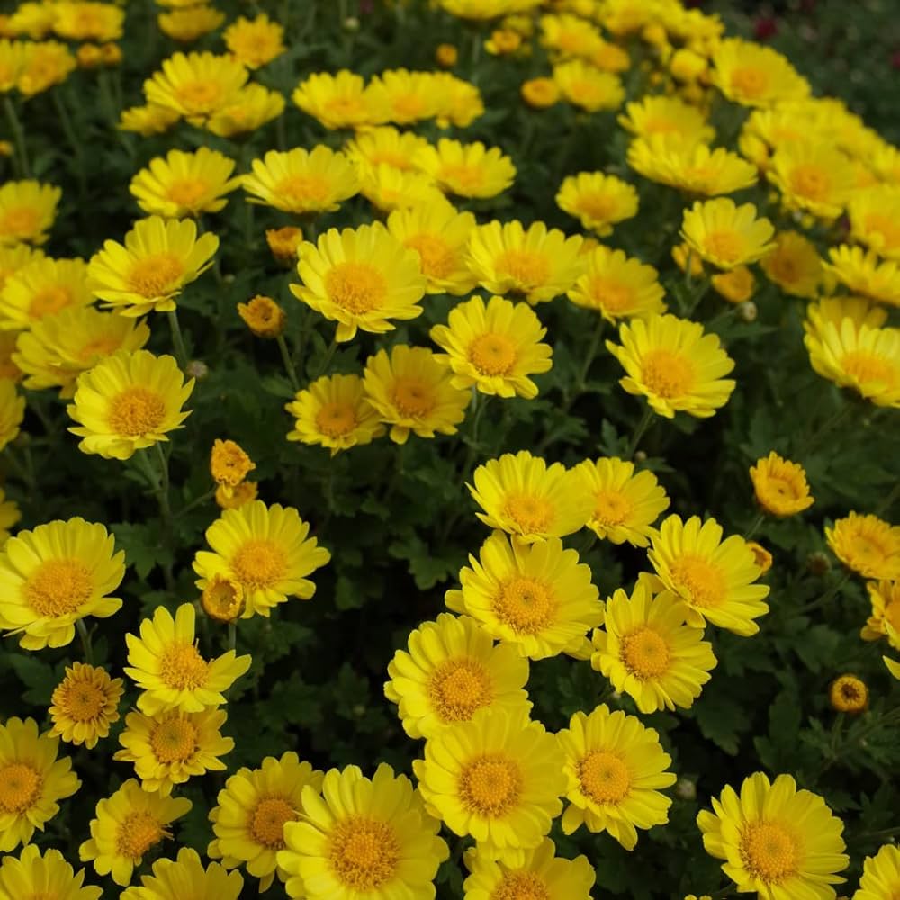 Chrysanthemum Multicaule Yellow