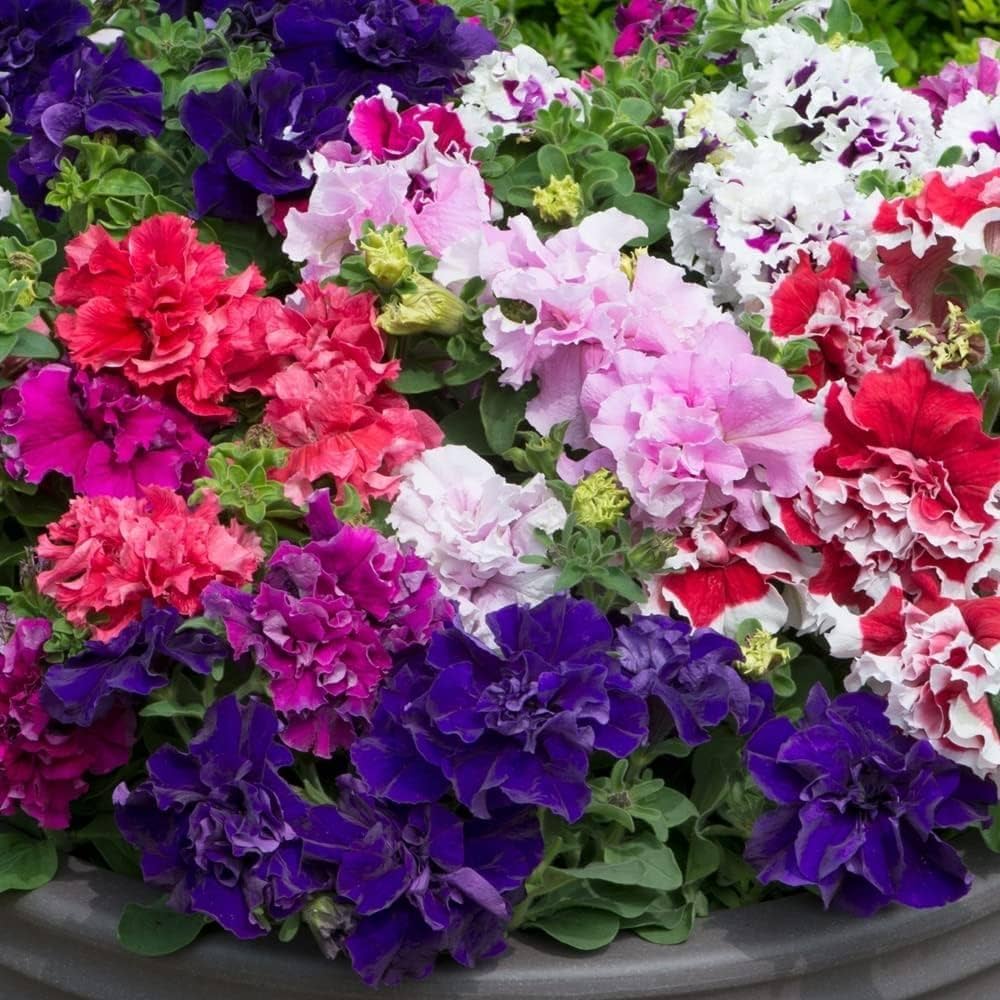 Purple-White Double Petunia (Petunia × hybrida) for planting in pots or borders