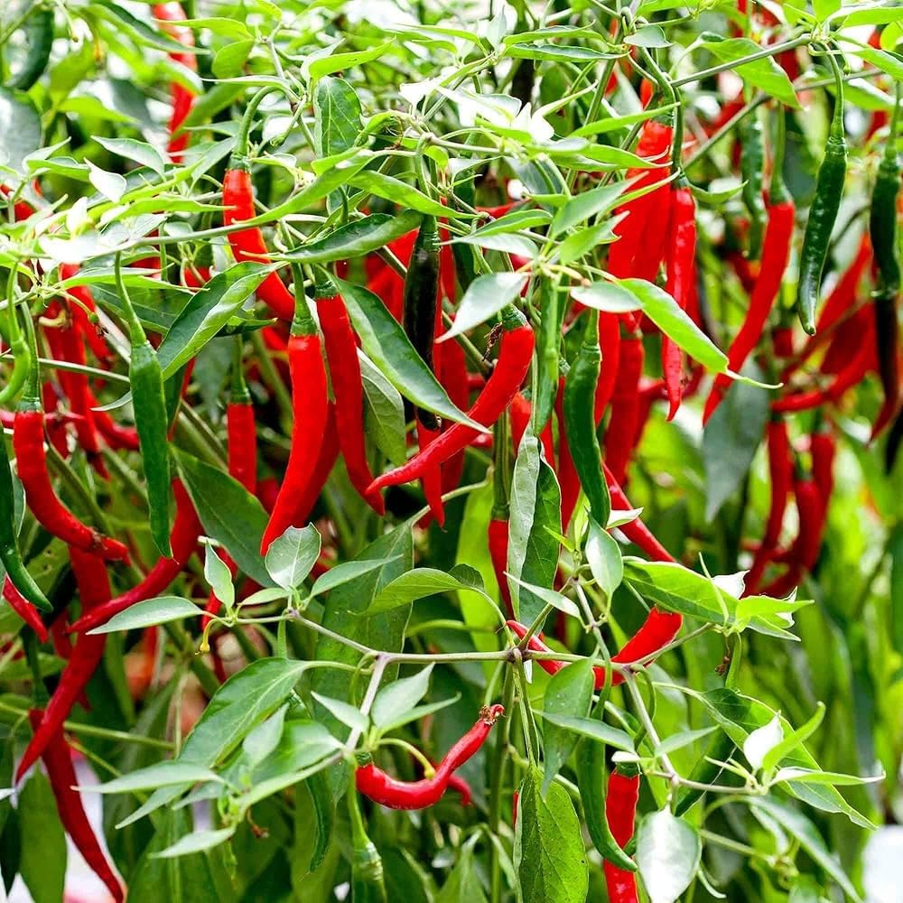 Ree Chilies and Peppers Vegetable Seeds for Planting