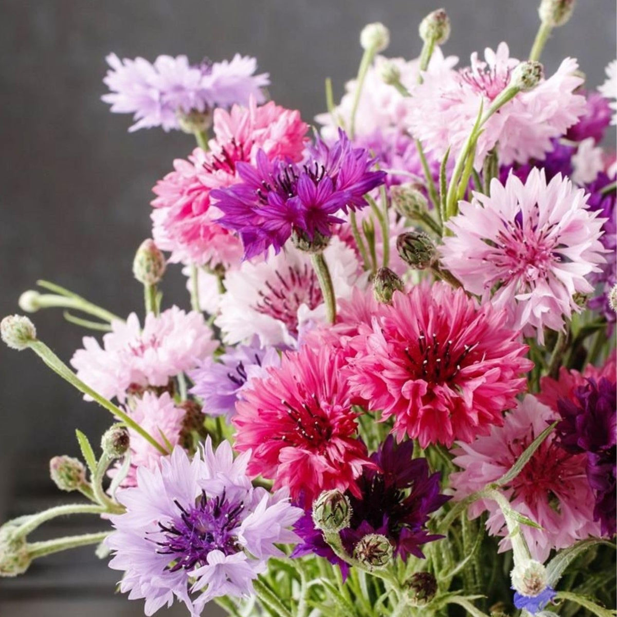 Centaurea Florence Seeds for Planting flower bed garden