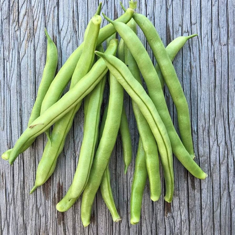 French Bean Candidate Phaseolus vulgaris Seeds for Planting for Vegetable Patch and Urban Farming