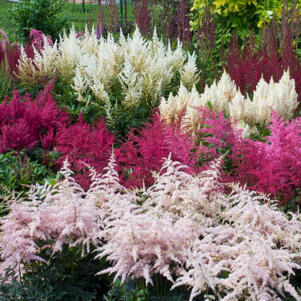 Astilbe flower – Astilbe chinensis – for planting in home garden