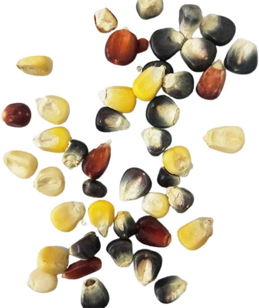 Rainbow Corn Zea mays vegetable seeds for planting in kitchen garden and backyard plots