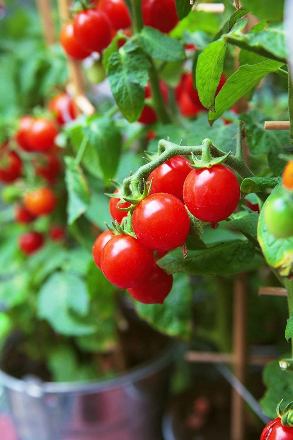 Tomato Solanum Lycopersicum Santa Vegetable Seeds for Planting – Great for Cherry Tomato Harvests in Home Garden