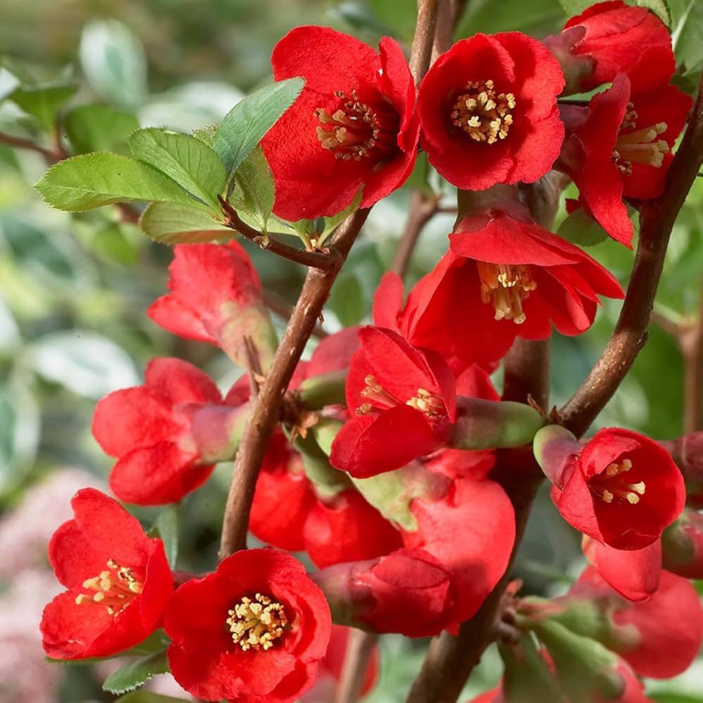 Quince Chaenomeles Japonica Japanese Flowering Tree Seeds for Planting – Perfect for Ornamental Borders and Spring Blooms