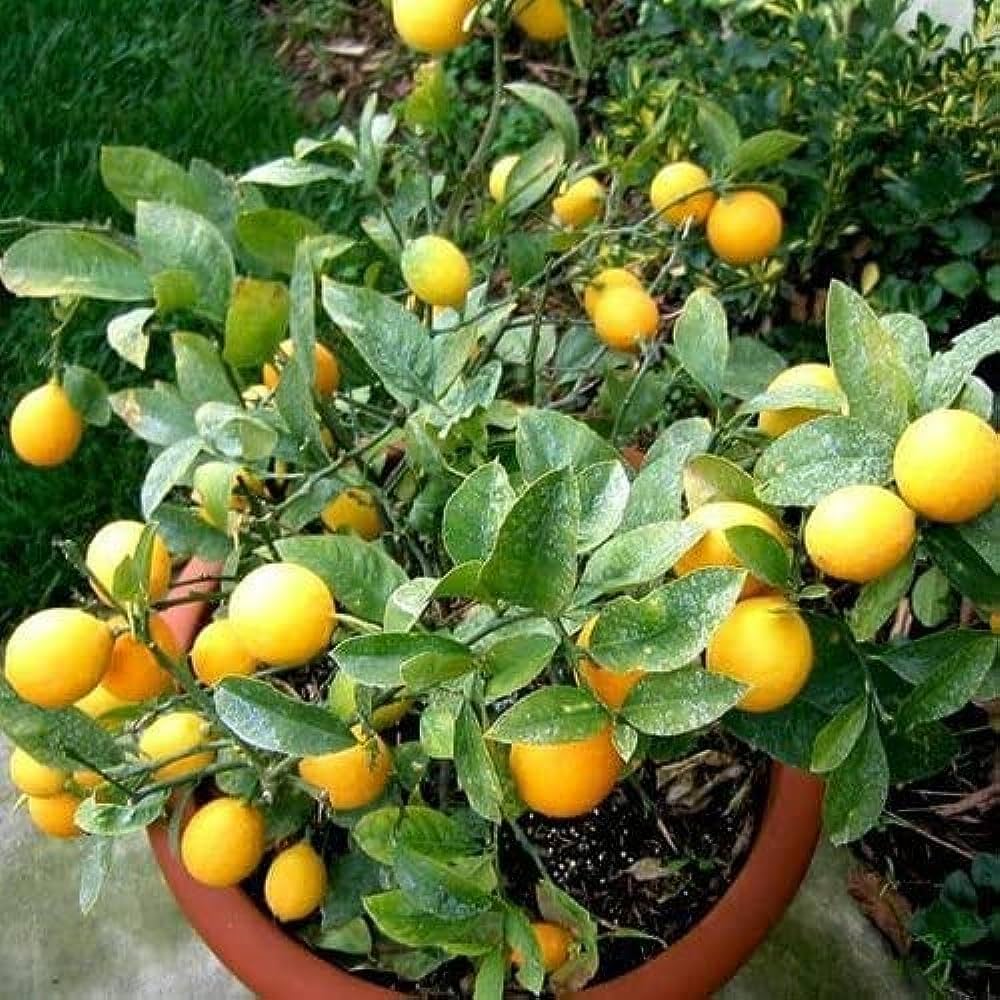 Rainbow Lemon Citrus limon fruit seeds for planting in backyard gardening and containers
