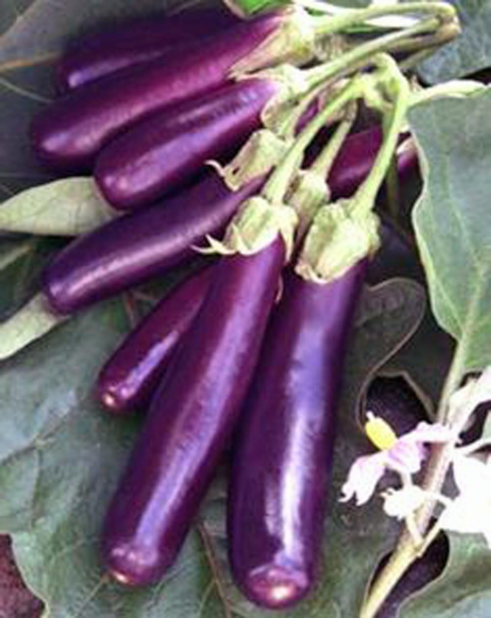 Comet Purple Hybrid Eggplant Seeds | Smooth Glossy Deep-Purple Eggplants – Heirloom, Non-GMO, High Germination Organic Garden Seeds