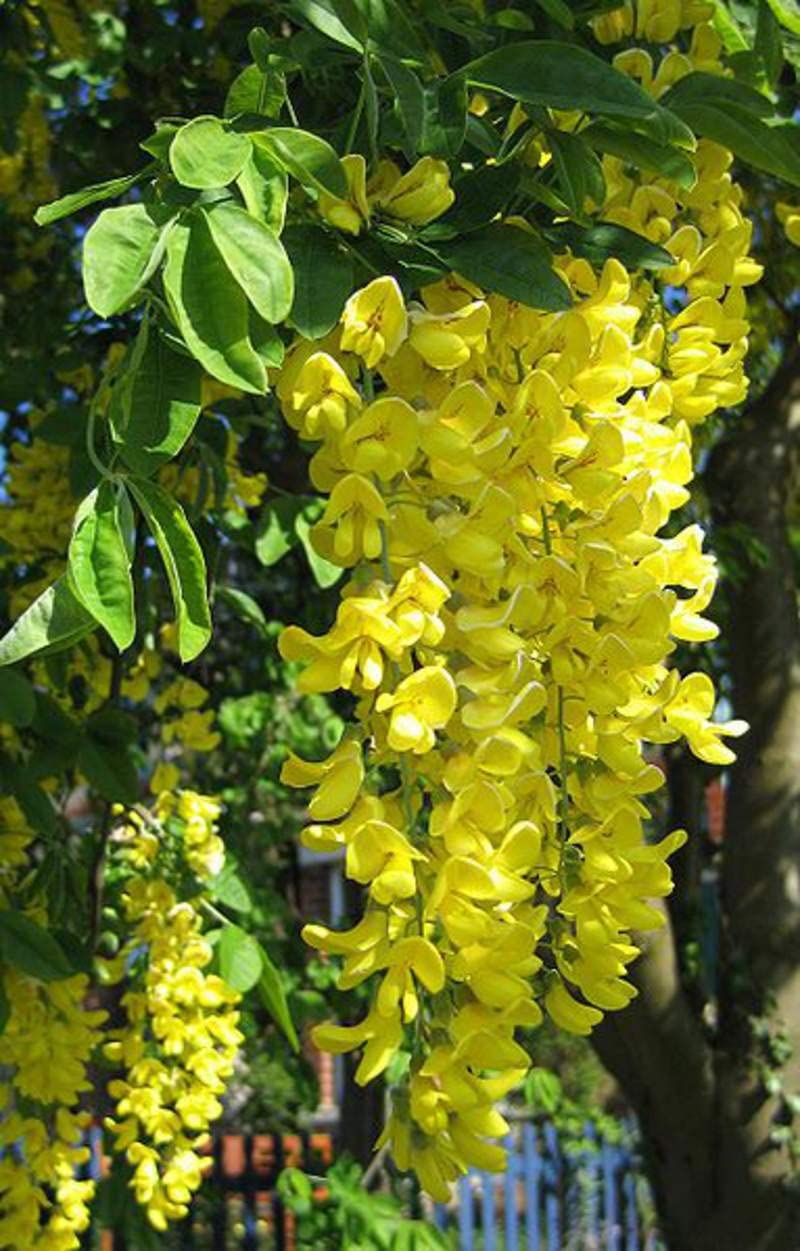 Yellow Anagyroides Flower Seeds for Planting, 100 seeds for planting in home garden