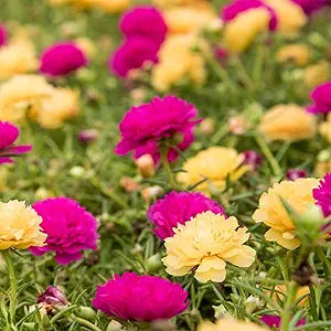 close-up of delicate yellow moss rose petals nestled on green stems

