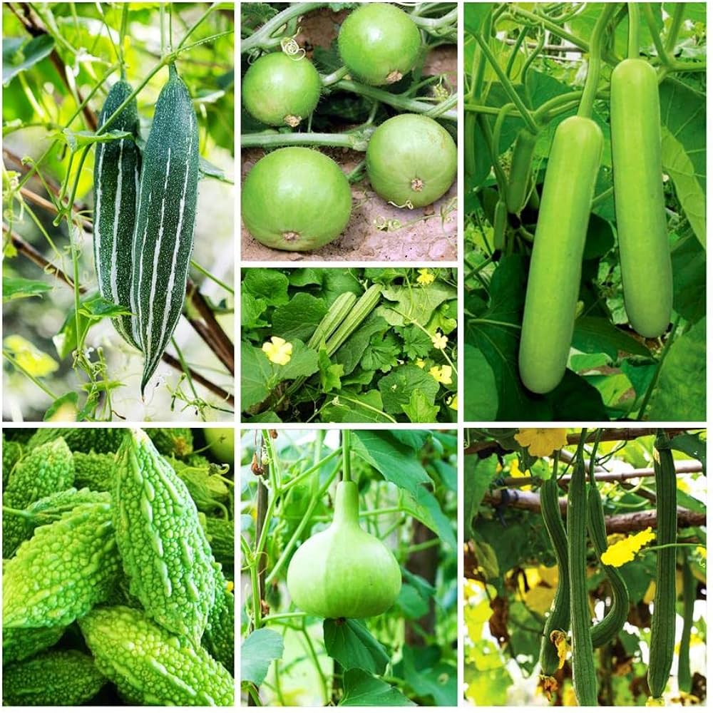 Vegetables Assorted Species Mixed Seeds for Planting – Suitable for Kitchen Garden and Seasonal Backyard Cultivation