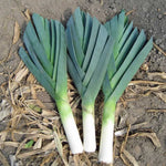 American Flag leek Allium ampeloprasum vegetable seeds