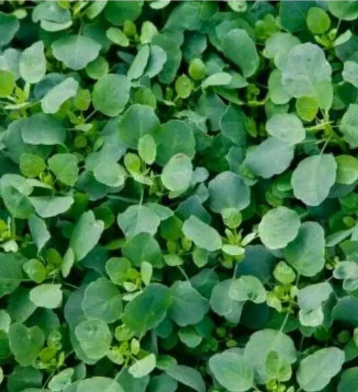 organic-papalo-medicinal-herb-seeds

