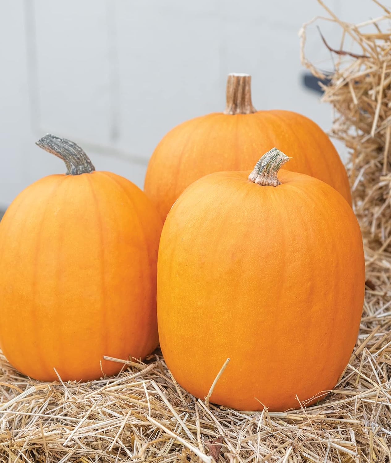 Large Pumpkin Cucurbita pepo Seeds for Planting in Garden