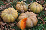 Brown Pumpkin Cucurbita moschata for planting in backyard garden