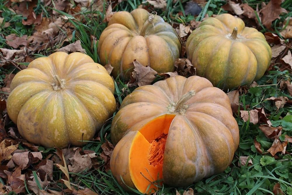 Vietnam Pumpkin – Cucurbita moschata seeds for planting