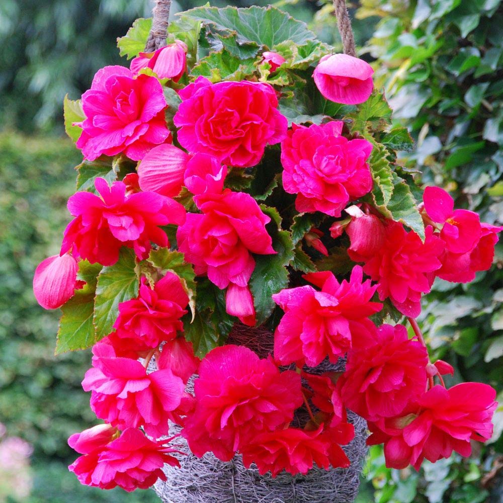 Begonia Begonia semperflorens flower seeds for indoor pots and outdoor gardens