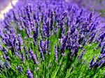 French Provence Lavender Lavandula Seeds