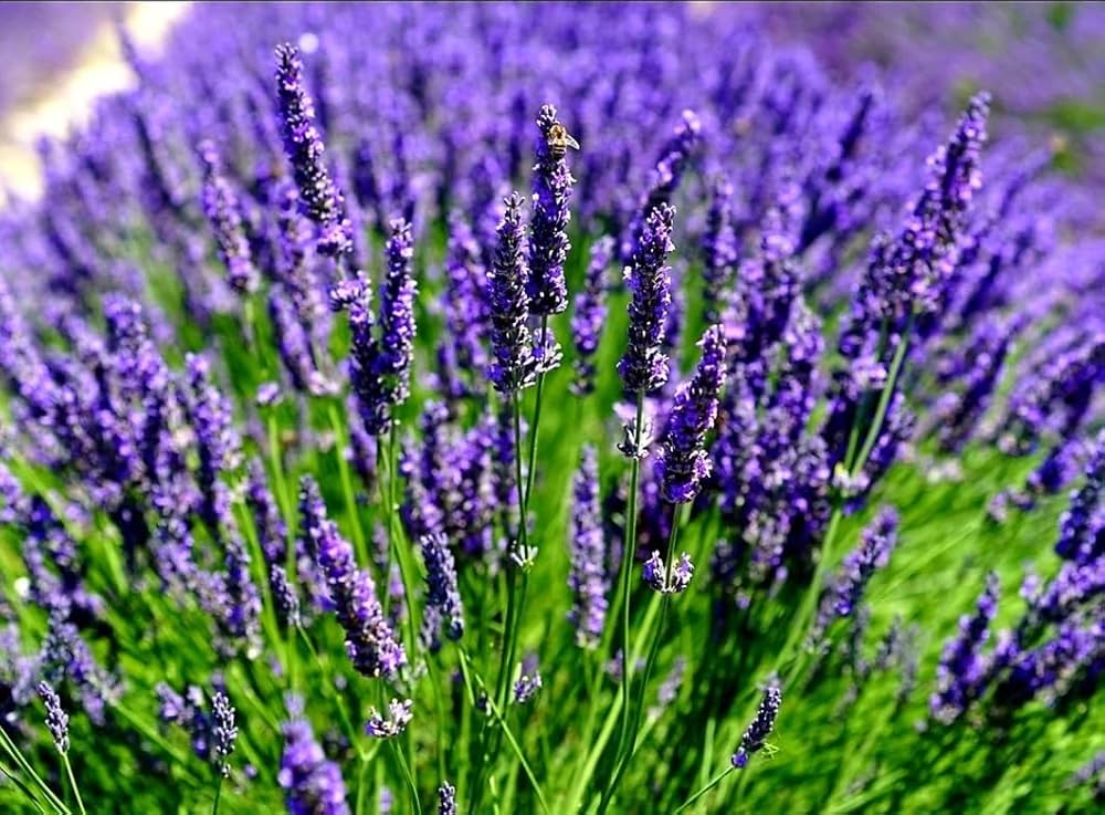 Spica Lavender Herb Seeds
