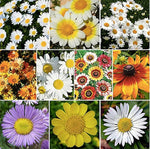 Creeping Daisy Bellis perennis for planting in flower bed